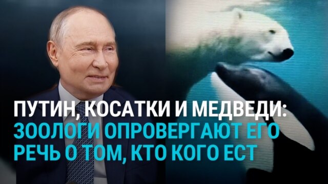 Путин рассказал, как косатки в Арктике нападают на белых медведей. Зоологи это опровергают