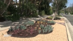 Засуха в Калифорнии заставляет садоводов сажать пустынные растения
