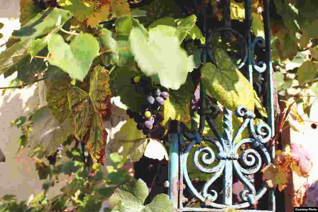 Сбор винограда в хозяйстве князя&nbsp;Лобковица. Мельник, Чехия, октябрь 