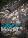 "Вода из крана нереально воняет!" В Тюмени в реку попали стоки канализации, но власти уверяют, что опасности нет