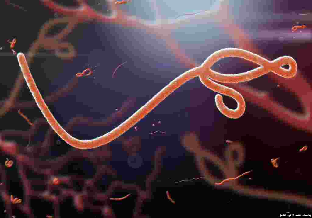 Вирус Эболы под микроскопом&nbsp; 