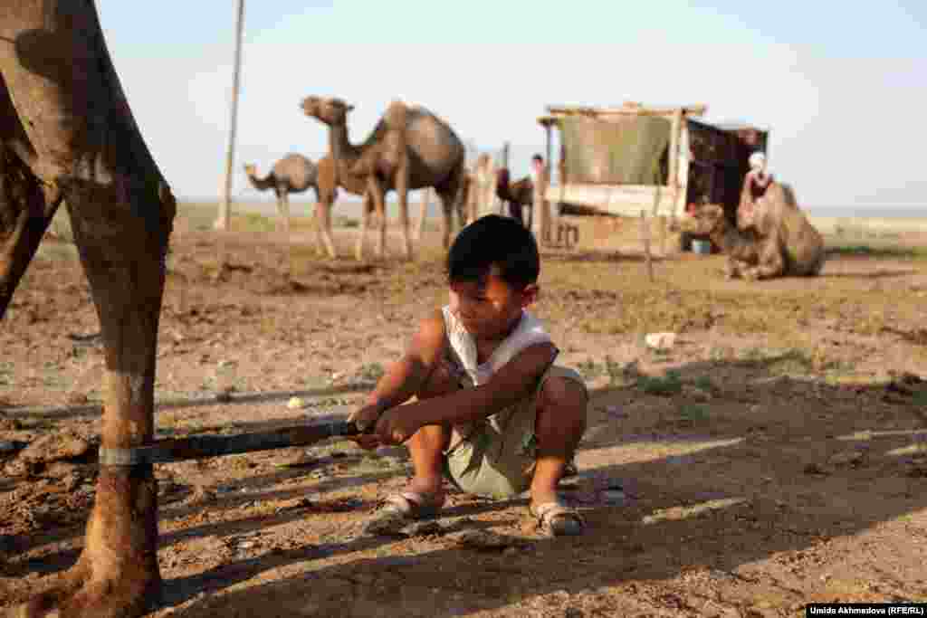 Бакытбек держит петлю на задней ноге верблюдицы, пока его мать доит животное.