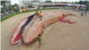 На Филиппинах создали скульптуру в память о ките, который выбросился на берег