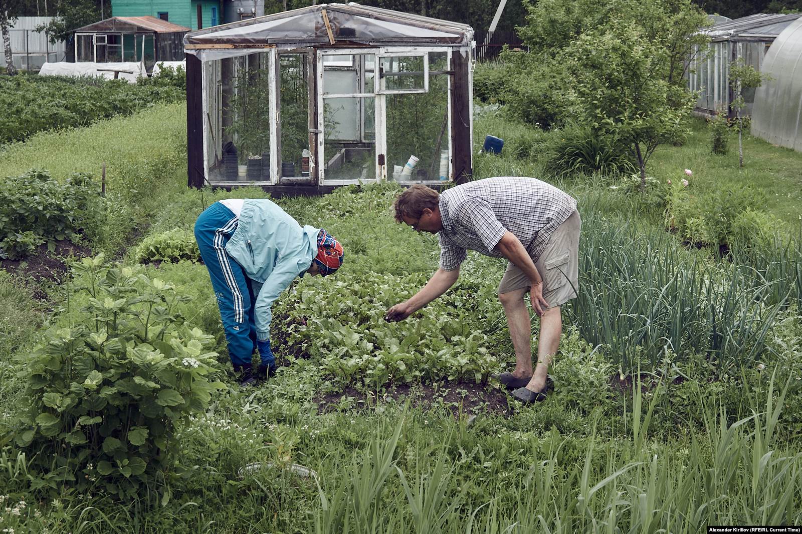 Дачник Владимир и его жена за работой на даче