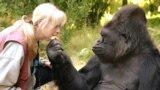 The gorilla Koko and her lifelong teacher and friend Dr. Penny Patterson, undated