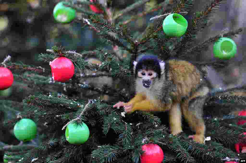 А для маленьких саймири, или как их еще называют белечьи обезьяны, в рождественских игрушках спрятали их любимых шелкопрядов и сверчков