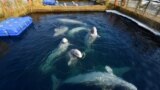 Как спасали косаток из "китовой тюрьмы" в Приморье