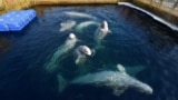 RUSSIA -- Captive beluga whales swim in a pool in the Pacific region of Primorye, March 1, 2019
