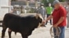 В Кыргызстане уже второй раз принесли в жертву бычка ради исцеления народа от коронавируса 