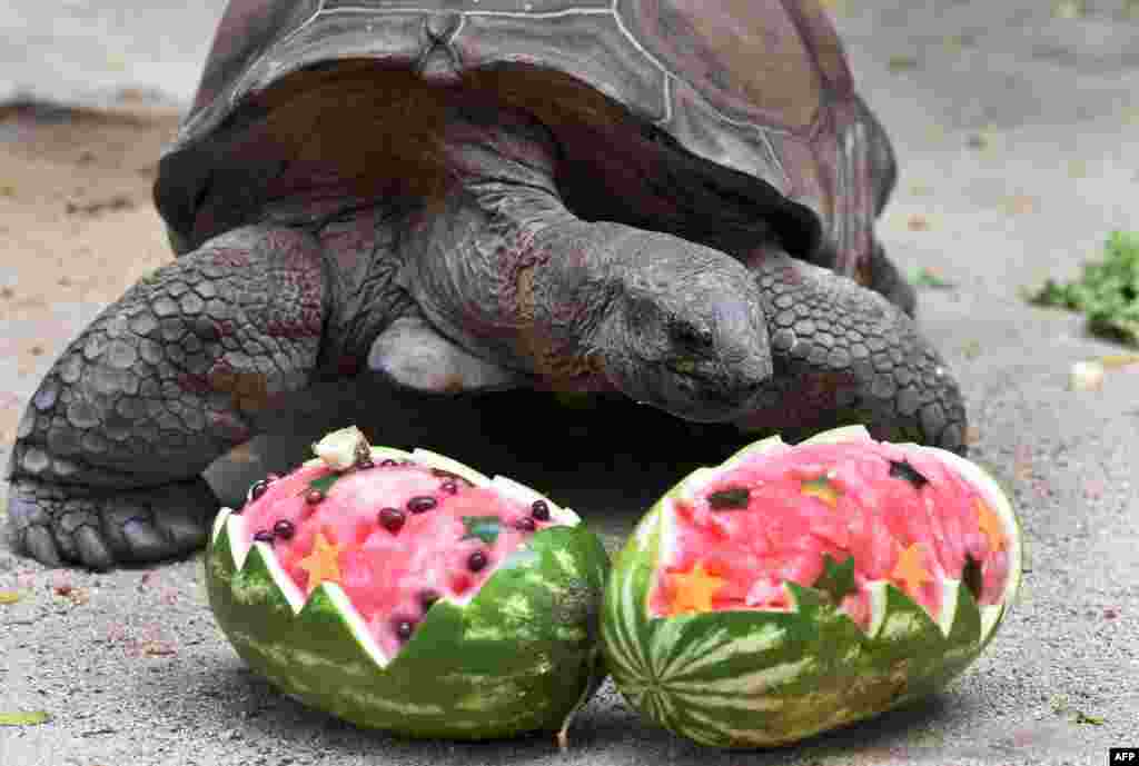 Слоновая черепаха собирается съесть свой праздничный арбуз
