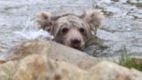 Tajik bear cub 