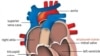 Сердце в 3D