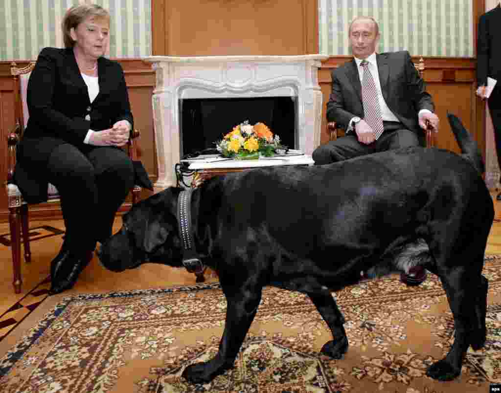 Любимая собака Владимира Путина, лабрадор Кони, в кадр попадала часто, даже когда речь шла о встречах президента с лидерами других стран. Январь 2007 года, беседа Путина с канцлером Германии Ангелой Меркель