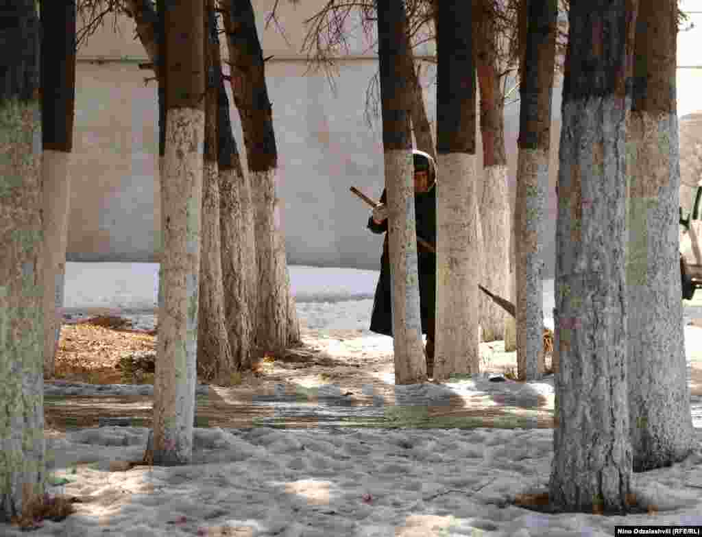 Женщина подметает между деревьями в городе Ахалкалаки, в центральной Грузии. Многие стволы деревьев здесь окрашивают в белый цвет, чтобы предотвратить &quot;солнечные ожоги&quot;. Солнце нагревает деревья днем, а ночью они замерзают