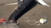На Камчатке погиб горбатый кит. Он запутался в сетях