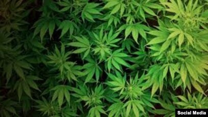 марихуана могут ли посадить за нее