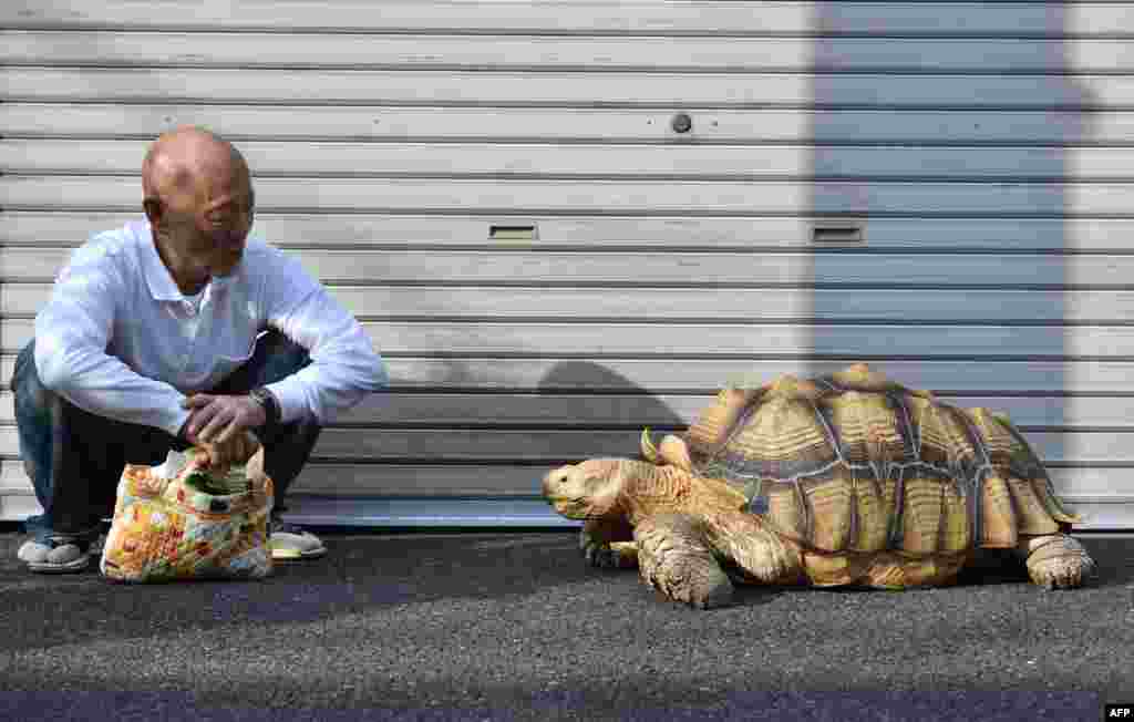 Хисао Митани - хозяин черепахи. Каждый день они совершают прогулку по улицам Токио