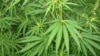 В Калифорнии легализовали рекреационную марихуану
