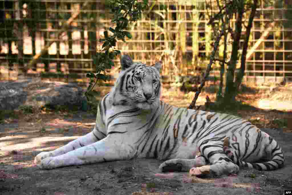 В течение 20 века животные стали вымирающим видом &nbsp;-&nbsp;​ согласно подсчетам зоологов популяция тигров сократилась в 25 раз &nbsp;