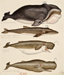 Наброски китов, которые попадались на пути во время экспедиции