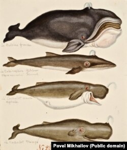 Наброски китов, которые попадались на пути во время экспедиции