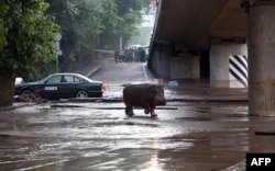 В результате наводнения был разрушен зоопарк Тбилиси