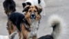 В Забайкалье депутат назвал зоозащитников зарубежным проектом по "уничтожению россиян с помощью собак" и предложил их "ставить к стенке"