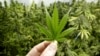 В американском штате Орегон декриминализировали тяжелые наркотики, несколько штатов легализовали марихуану 