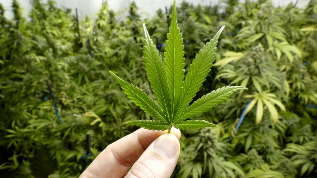Будет ли легализована марихуана в россии карловы вары конопли