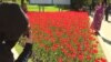 Kazakhstan -- people taking pictures in fron of the tulips called after president Nursultan Nazarbayev in Almaty on April 30, 2018