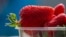 BAKHCHISARAI, UKRAINE - Strawberries of the Clery type, harvested by hand in the greenhouses in the village of Kholmovka, 13Apr2020
