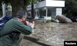 Сотрудник зоопарка пытается усыпить сбежавшего во время наводнения гиппопотама, 14 июня 2015