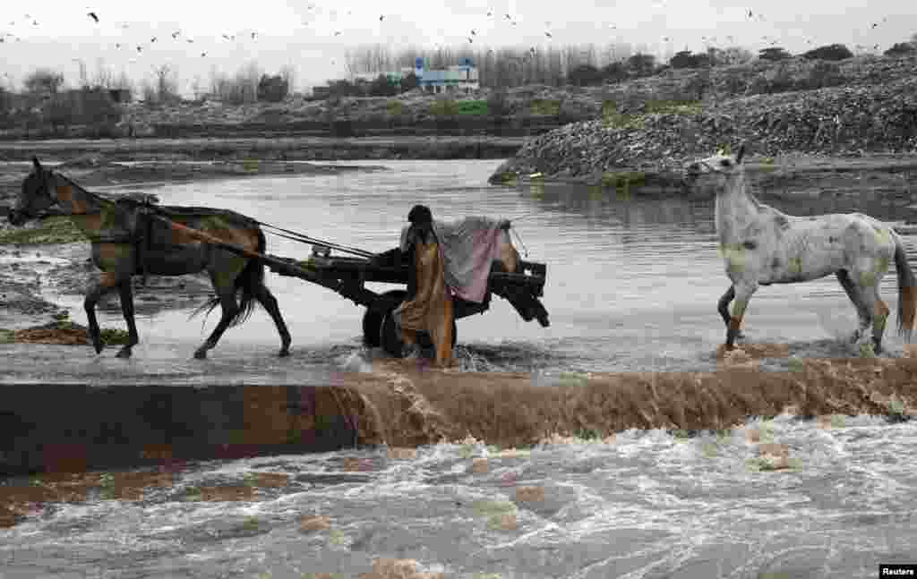 Житель пригорода Пешавара пересекает реку вброд вместе со своими лошадьми &nbsp;