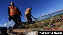 Добыча и переработка лососевых рыб на Сахалине