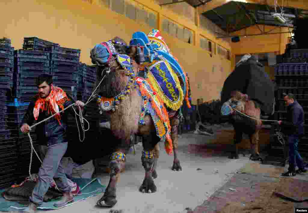 Турция &ndash; не единственная страна, где проводятся бои верблюдов: много зрителей собирают аналогичные турниры в пакистанском Лахоре. Мало кто знает, что общество, которое пропагандировало этот спорт в XIX веке, существовало в США, но в Новом Свете азиатская традиция так и не прижилась