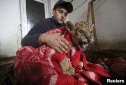 An employee covers a lion cub with a quilt during the blackout at the Safari Park Taigan in the town of Belogorsk, Crimea.
