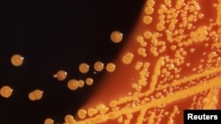 Колония бактерии E. Coli (кишечная палочка). Она обычно безвредна, но некоторые ее штаммы вызывают серьезные заболевания и обладают устойчивостью к различным антибиотикам