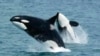 Шесть НКО Приморья объединились для спасения животных из "китовой тюрьмы"