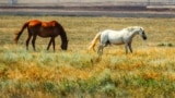 "Забирай или зарежем". Житель станицы в Краснодаре на свои средства спасает лошадей