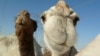 Camel faces