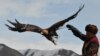 Краудфандинг для орлов: орнитологи собирают деньги на СМС птицам из-за орлицы, растратившей бюджет в Иране