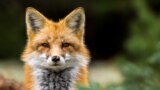 Как спасают животных в реабилитационном зоопарке в Бишкеке