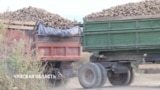 Как сахарные заводы Кыргызстана оказались на грани банкротства
