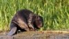 Estonia - Eurasian beaver (Castor fiber vistulanus) - next to the beaver dam, Tczew area, (northern) Poland. Undated