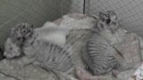 Бенгальских тигрят в Ялте отдали в детский сад