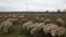 Бараны, овцы, Дагестан / Rams, ram, sheep, Dagestan