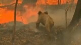 В Сиднее спасли коалу от страшного лесного пожара