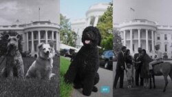 Если у вас нет собаки: как питомцы влияют на рейтинг президентов США