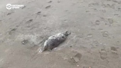 Почему погибли сотни тюленей в Каспийском море
