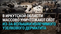 "Я эту корову за 80 тысяч покупала!" В России сновa массово уничтожают скот у фермеров - на этот раз в Иркутской области
